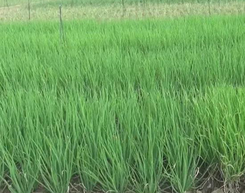 北方飘起雪花时，海帝拉克走进了雨中的广西柳州