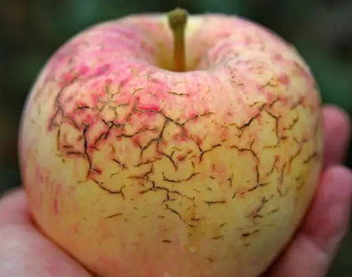 作物缺钙不要慌，午夜福利国产视频生物来帮忙