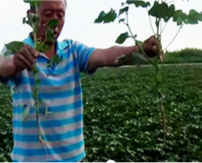 午夜福利国产视频1号小麦区的大文章