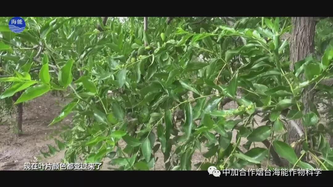 颗粒水溶肥 颗粒水溶肥