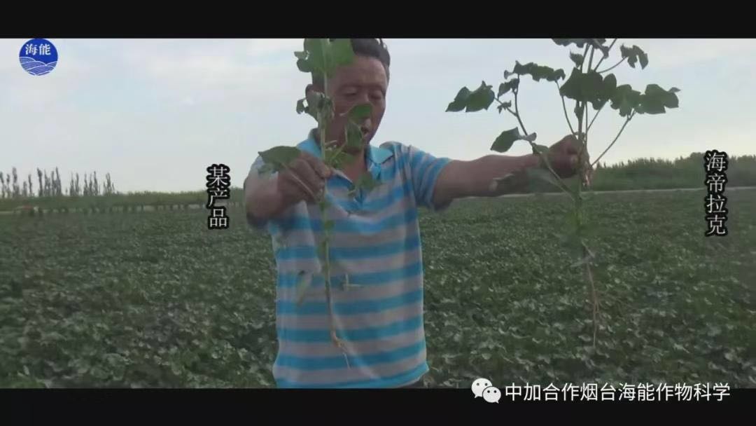 颗粒水溶肥 颗粒水溶肥