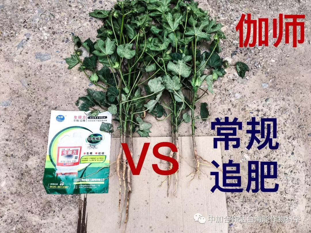 颗粒水溶肥 颗粒水溶肥