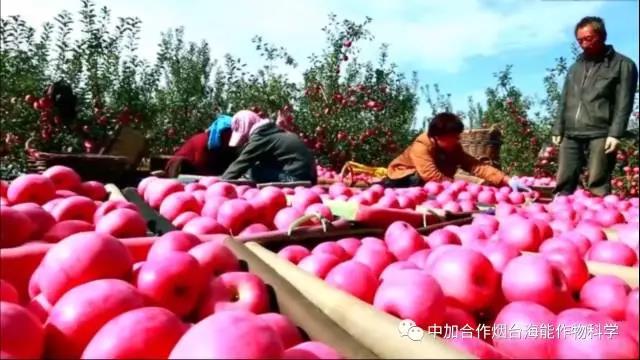 膨果水溶肥 膨果水溶肥