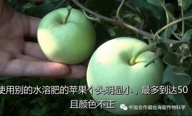 膨果水溶肥 膨果水溶肥