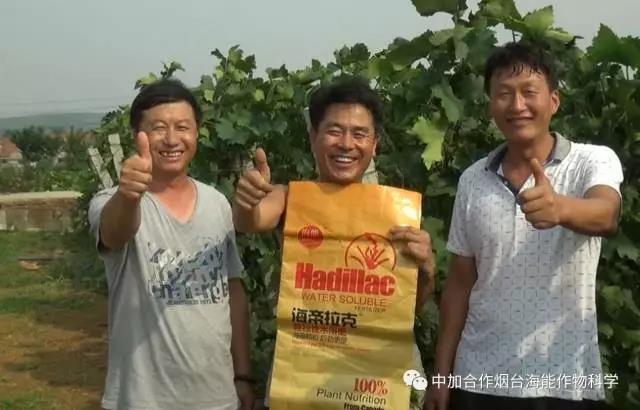 膨果水溶肥 膨果水溶肥