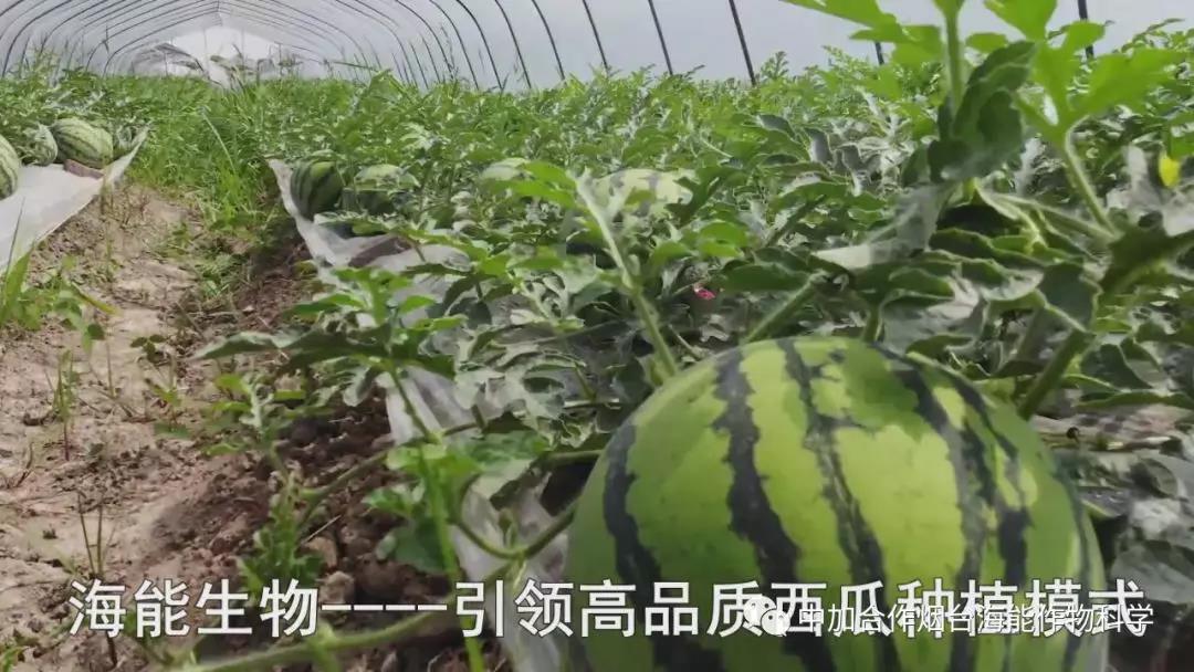 颗粒水溶肥 颗粒水溶肥