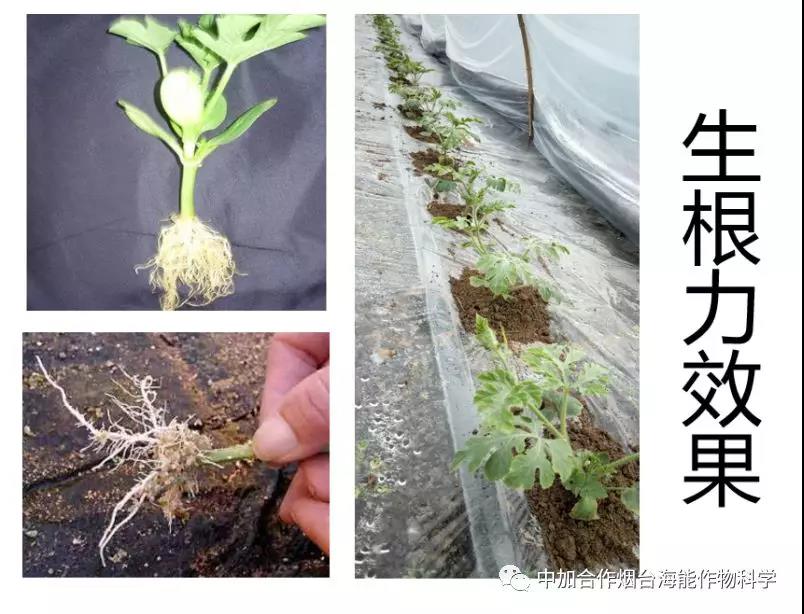 膨果水溶肥 膨果水溶肥