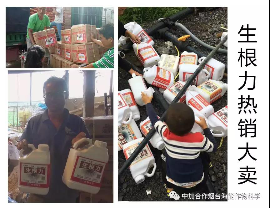 膨果水溶肥 膨果水溶肥