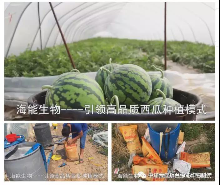 膨果水溶肥 膨果水溶肥