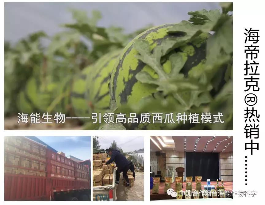 膨果水溶肥 膨果水溶肥