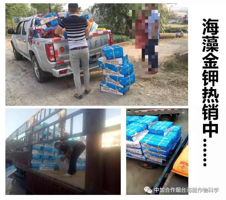 膨果水溶肥 膨果水溶肥