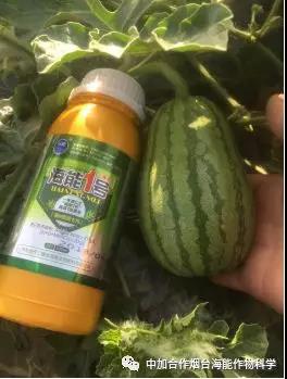 膨果水溶肥 膨果水溶肥