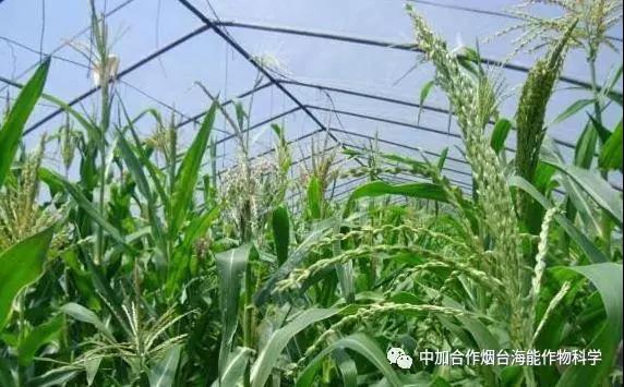 大量元素水溶肥