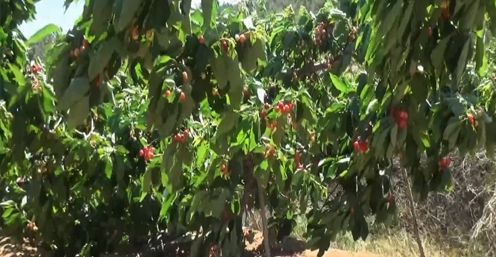 大量元素水溶肥 大量元素水溶肥