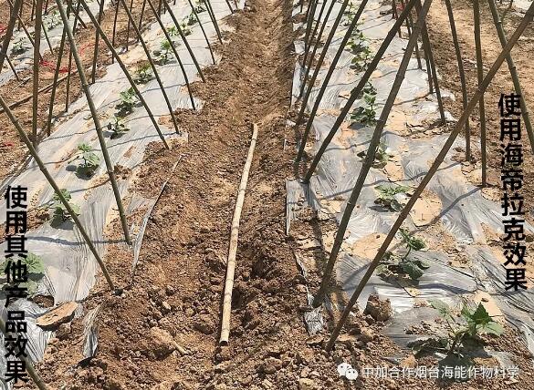 海帝拉克颗粒水溶肥大葱效果第一季