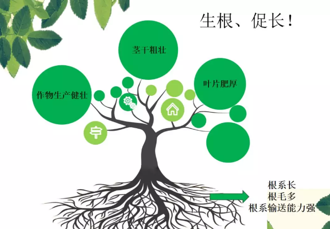 海帝拉克海藻碳的神奇功效！