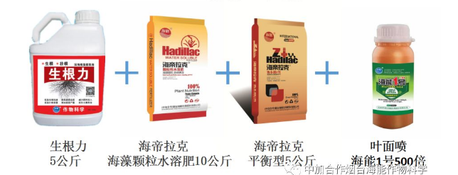 午夜福利国产视频生物高品质葡萄全程“傻瓜式”施肥方案