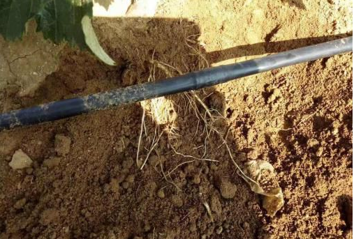 午夜福利国产视频生物高品质葡萄全程“傻瓜式”施肥方案