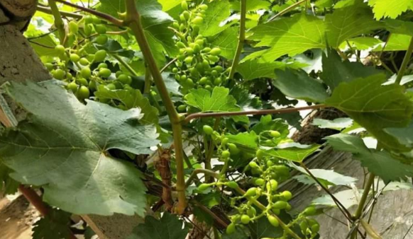 午夜福利国产视频生物高品质葡萄全程“傻瓜式”施肥方案