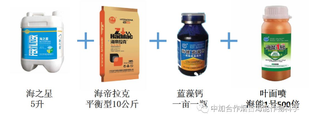 午夜福利国产视频生物高品质葡萄全程“傻瓜式”施肥方案