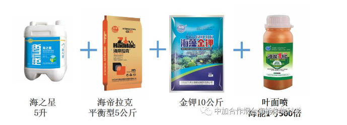 午夜福利国产视频生物高品质葡萄全程“傻瓜式”施肥方案