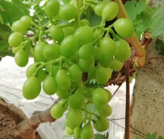 午夜福利国产视频生物高品质葡萄全程“傻瓜式”施肥方案