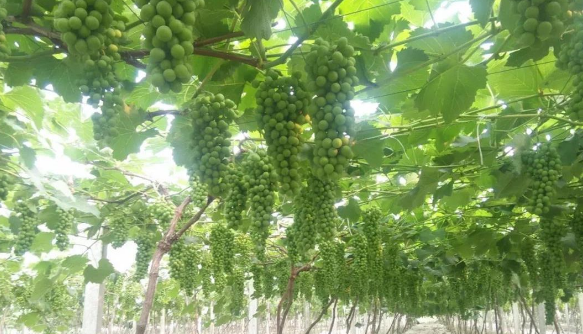 午夜福利国产视频生物高品质葡萄全程“傻瓜式”施肥方案