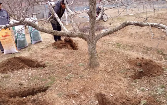 苹果树12月管理技术要点！抓紧时间看