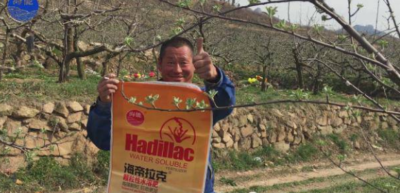 苹果树12月管理技术要点！抓紧时间看