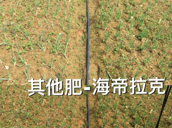 广西省柳州市柳江区柳江区六道镇梁老板香葱基地