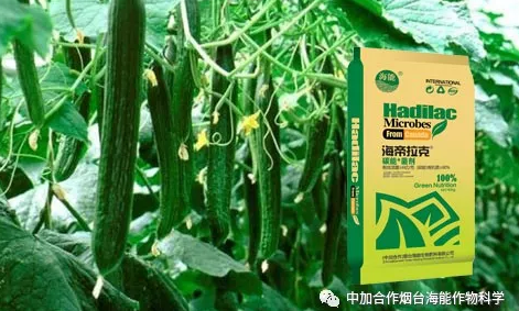 午夜福利国产视频生物黄瓜全程施肥技术