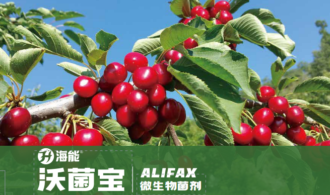 沃菌宝微生物菌剂 沃菌宝微生物菌剂