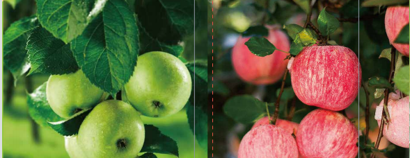 午夜福利国产视频海之星中量元素水溶肥料 午夜福利国产视频海之星中量元素水溶肥料