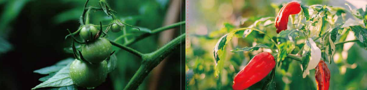 海帝拉克中量元素水溶肥料 海帝拉克中量元素水溶肥料