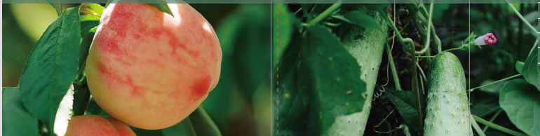 海帝拉克五谷精微 海帝拉克五谷精微